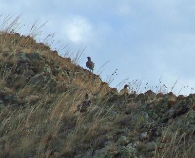 Прикрепленное изображение: kDSCF6107.jpg